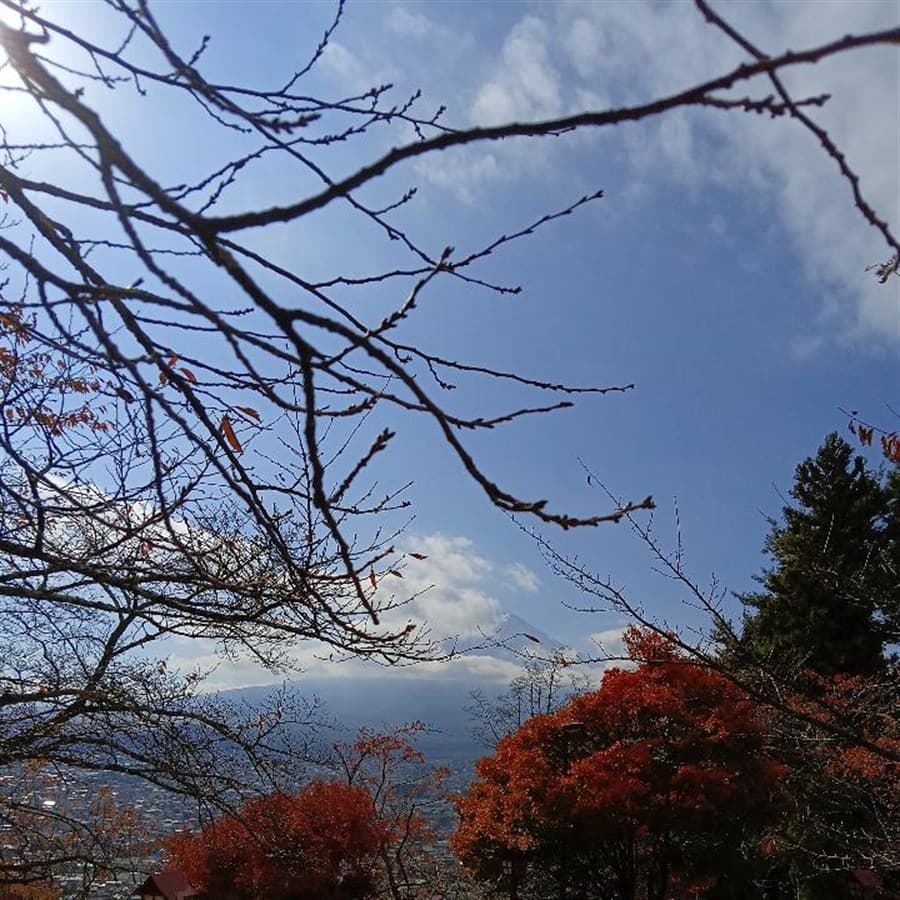 1000-7 artwork. Where it starts. A photograph taken in Japan, November 2025. Bare branches, a mountain, someone else's autumn.